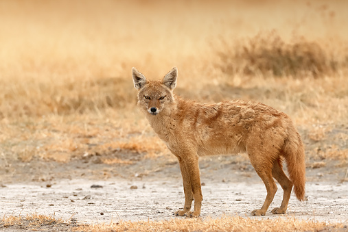 Side-striped Jackal - Canis adustus species of jackal, native to eastern and southern Africa, primarily dwells in woodland and scrub areas, related to dogs.