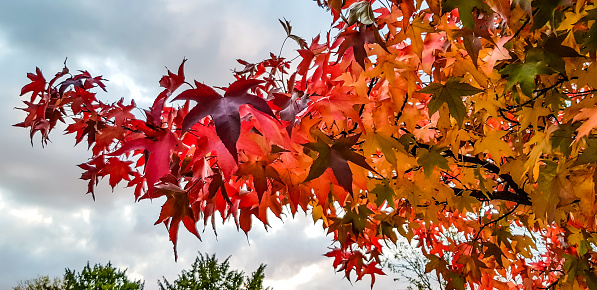Surrey England Autumn colours