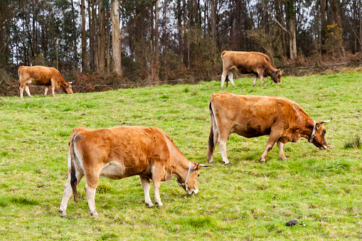 Group of  cows grazing on  green field. 