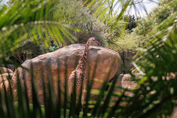 istock Giraffe in its Natural Environment, Animal Theme 1477469640