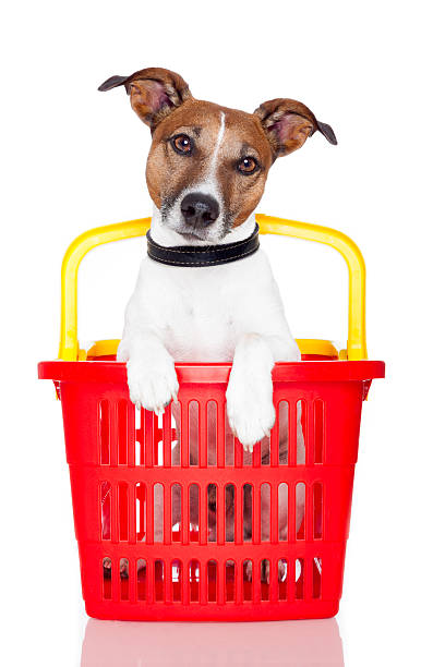 istock Dog sitting in red and yellow plastic basket 147746988