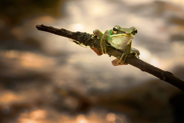 小枝に座っている小さな緑色のカエル - green treefrog frog common frog tree frog ストックフォトと画像