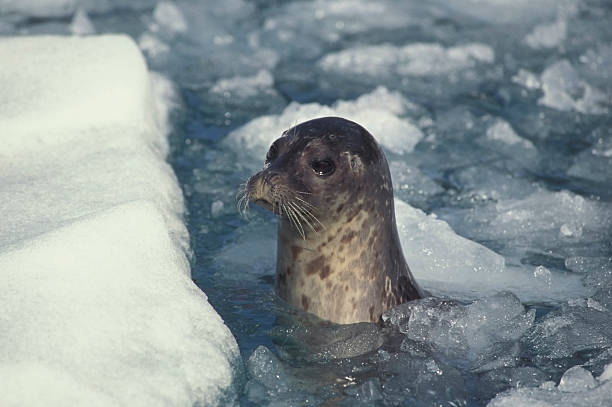 harbor seal - alexander archipelago animals in the wild one animal animal stock-fotos und bilder