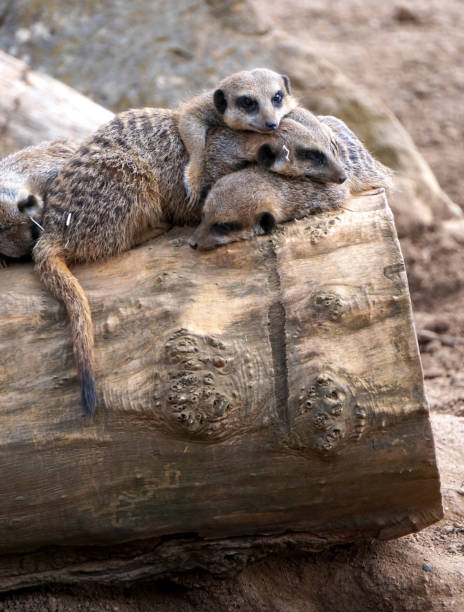 istock Meerkats Huddled Together on Log 1477471400