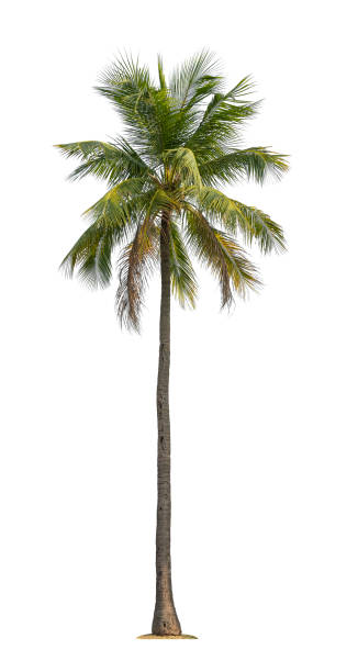 istock Tropical coconut plant bush shrub green tree  on isolated on white background with clipping path. 1477471875