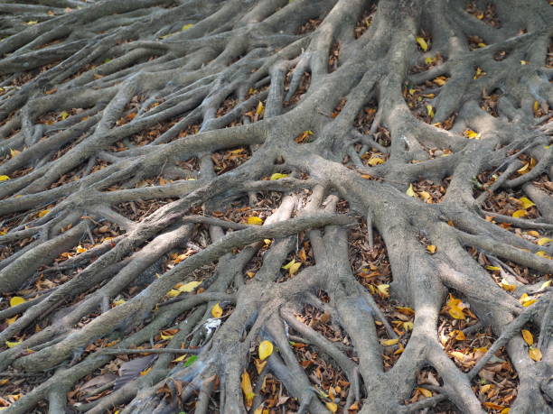 istock White and yellow gray tree roots, yellow leaves and white light 1477471935