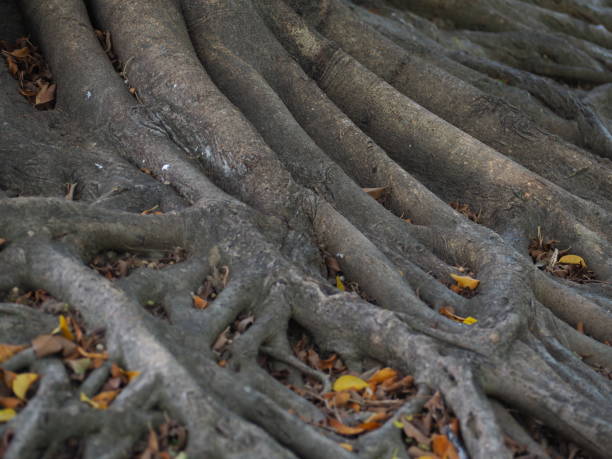 istock White and yellow gray tree roots, yellow leaves and white light 1477471955