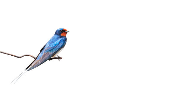 istock barn swallow on a wire isolated on white 1477472912