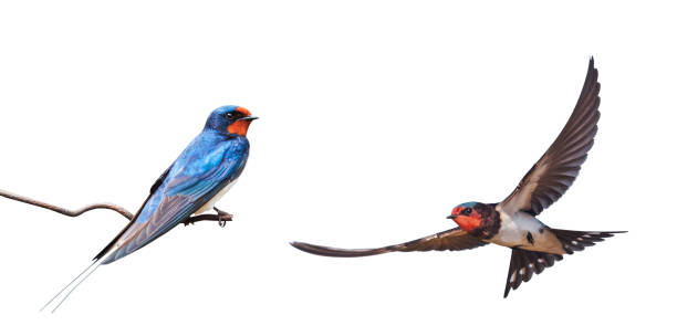 istock barn swallow on a wire and a swallow in flight 1477472915