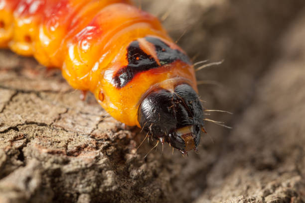 istock Top view of Cossus cossus caterpillar on tree 1477475153