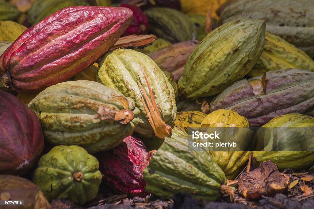 Kakao strąkach - Zbiór zdjęć royalty-free (Owoc kakaowca)