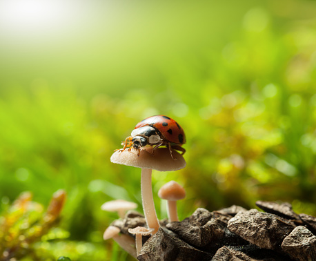 Macro low point front view of red ladybird resting on mushroom cup over green forest floor background at bright sunny day