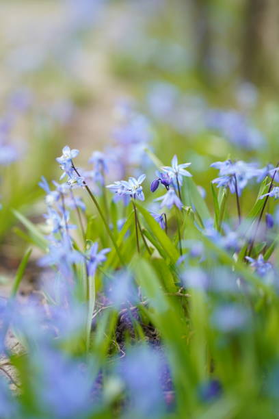 istock Blue squill in the morning light 1477475605