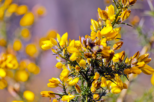 Flowering gorse, close-up view.