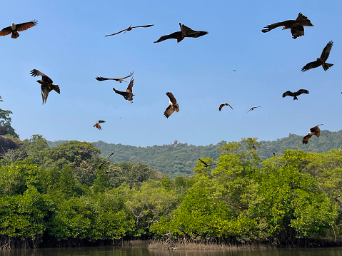 Stock photo showing Brahminy kites flying in sunny, clear blue sky flying over  a mangrove forest where they are are nesting and perching. In India the \nBrahminy Kite represents Garuda \