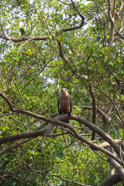 Stock photo showing a mangrove forest where an adult Brahminy kite is perching. In India the Brahminy Kite represents Garuda \