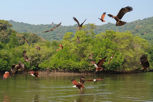 Stock photo showing lagoon surrounded a mangrove forest where Brahminy kites are nesting and perching. These birds of prey can be seen hunting for fish by flying and swooping over the water surface of the lagoon. In India the \nBrahminy Kite represents Garuda \