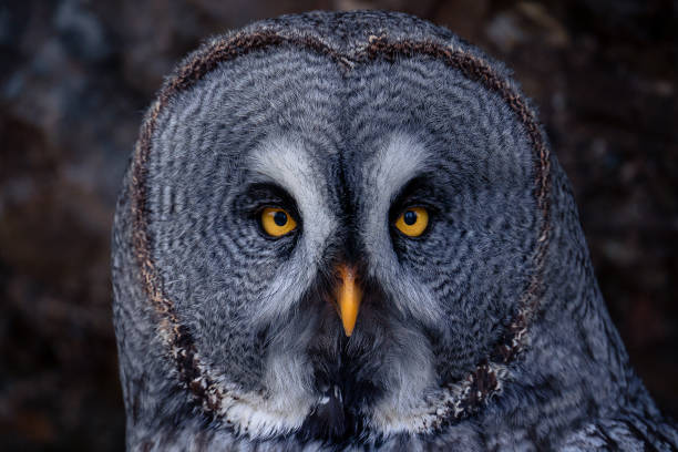 istock portrait of a great gray owl 1477479150