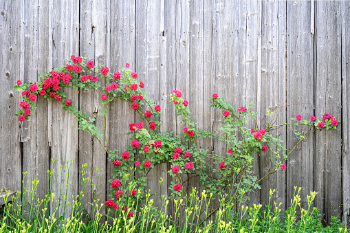 Roses on timber wall background. Old wood boards with climbing blooming red rose