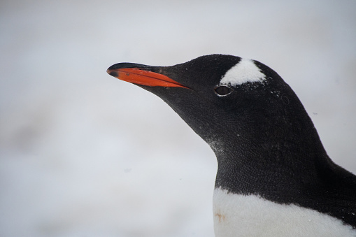 A close-up of a gentoo penguin head looking to the left in Antarctica