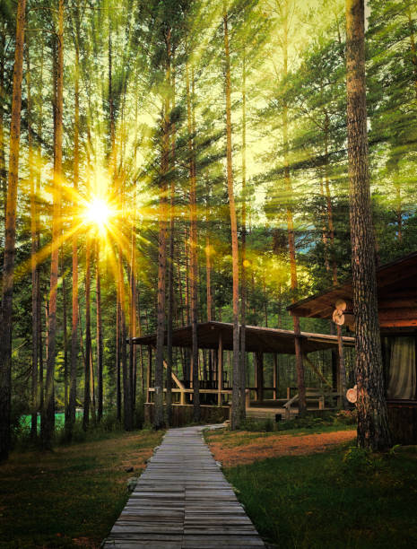 istock Forest road under the rays of the setting sun. A Path Passing Through The Forest At Dawn Or Sunrise. 1477479960