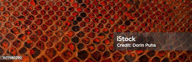 Old Snake Skin Macro High Resolution Stock Photo - Download Image Now - Abstract, Animal, Animal Body Part