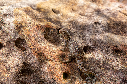 Oplurus cyclurus, also known commonly as the Madagascar swift and Merrem's Madagascar swift, is a species of lizard in the family Opluridae. Isalo National Park. Madagascar wildlife animal