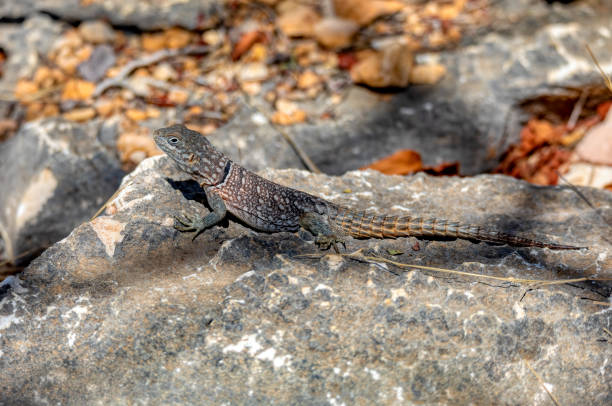 istock Merrem's Madagascar swift, Oplurus cyclurus, Tsimanampetsotsa National Park. Madagascar wildlife 1477480962