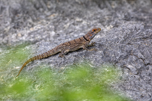 Cuvier's Madagascar swift (Oplurus cuvieri), knows as Madagascan collared iguana or iguanid lizard. Endemic species of lizard in the family Opluridae. Tsingy de Bemaraha, Madagascar wildlife animal