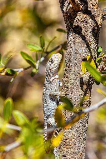 Oplurus cyclurus, also known commonly as the Madagascar swift and Merrem's Madagascar swift, is a species of lizard in the family Opluridae. Arboretum d'Antsokay. Madagascar wildlife animal