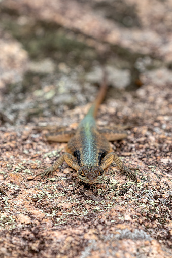 Grandidier's Madagascar swift (Oplurus grandidieri), endemicspecies of saxicolous, rock dwelling lizard in the family Opluridae. Andringitra National Park. Madagascar wildlife animal