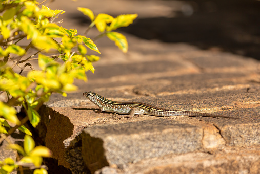 Zonosaurus ornatus, the ornate girdled lizard, endemic species of lizard in the family Gerrhosauridae. Ambalavao, Madagascar wildlife animal