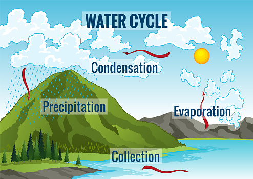 Water cycle diagram. Earth hydrologic process. Environmental circulation scheme with rain precipitation, cloud condensation, evaporation and runoff collection. Cycle water in nature environment.