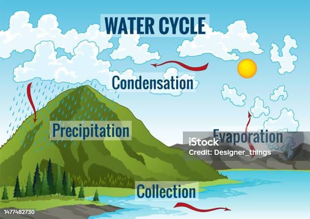 Water Cycle Diagram Earth Hydrologic Process Environmental Circulation