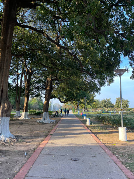 istock Image of Indian banyan (Ficus benghalensis) tree trunks beside paved footpath in Indian park garden painted white at buttress roots to protect from insects, bugs, disease and fungus, focus on foreground 1477483016