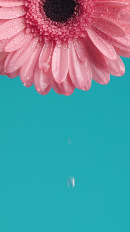 morning dew concept illustrated by beautiful gerbera daisy pink flower with water dropping