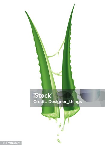 istock Aloe vera, realistic green plant, leaves and cut pieces with fresh juice drops, isolated on white background. Icon use for cosmetic products advertesment or for banner, poster design 1477483895