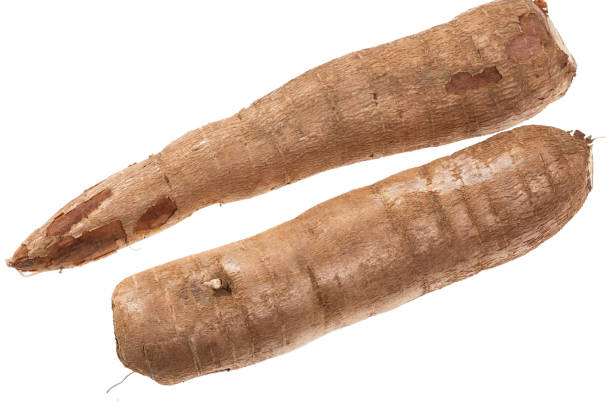 Cassava Raw Tuber - Manihot Esculenta; On White Background.