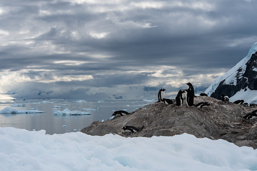 A group of Gentoo penguins perched on a rock nest in a cloudy coastal Antarctica scene