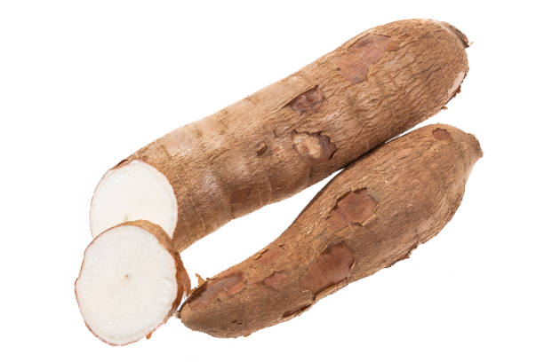 istock Cassava Raw Tuber - Manihot Esculenta; On White Background 1477485728