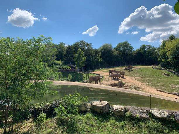 istock A family of Elephants. 1477487382