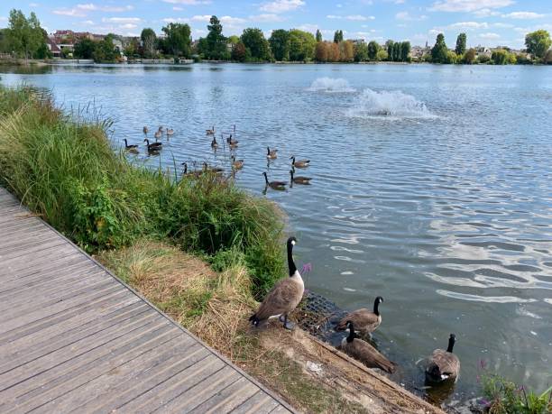 istock Geese and ducks by the lake. 1477487564