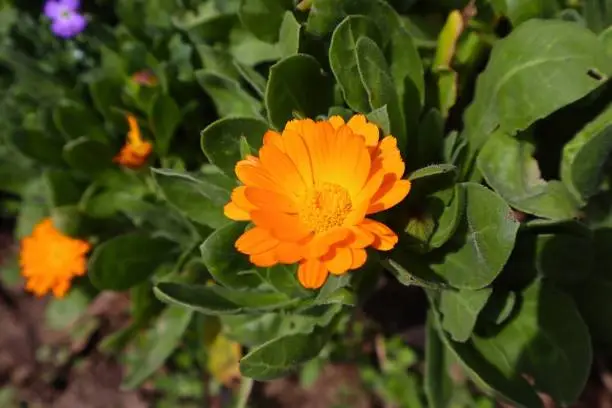 Orange flower close up with bright orange petals and romantic fresh feel, vibrant orange blooming color for use in a garden or meadow or botany in the spring or summer and sunny light