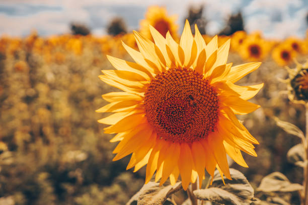 istock Honey Bee pollinating sunflower. Sunflower field in background. Selective focus. 1477488532