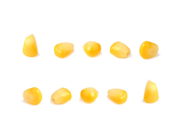 istock Collection of delicious corn seeds, isolated on white background 1477488576