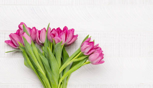 istock Pink tulip flowers 1477489585