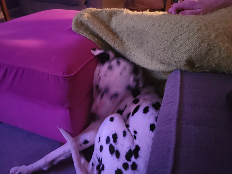 A dalmatian dog cosying up between a sofa and a footstool.