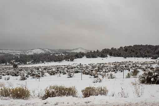 Gorgeous snowy scene with brush, trees and short mountains in rural New Mexico