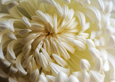 Chrysanthemum flower close-up for use as a background.