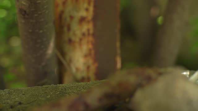 old cinder block and green trees